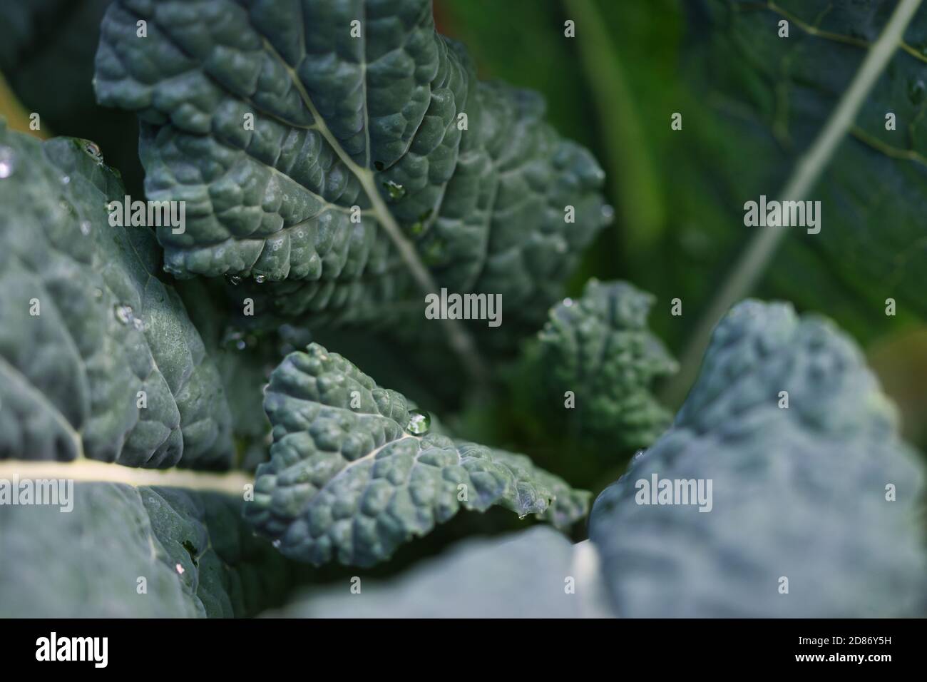 Italian palm kale dark green leaves texture close up, growing in the fall garden close up, fresh healthy food and self sufficency gardening concept Stock Photo