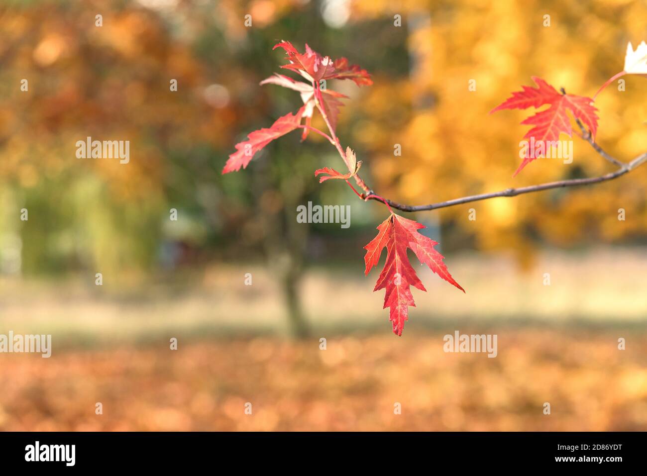 Closeup of red autumn leaf of silver maple tree Stock Photo