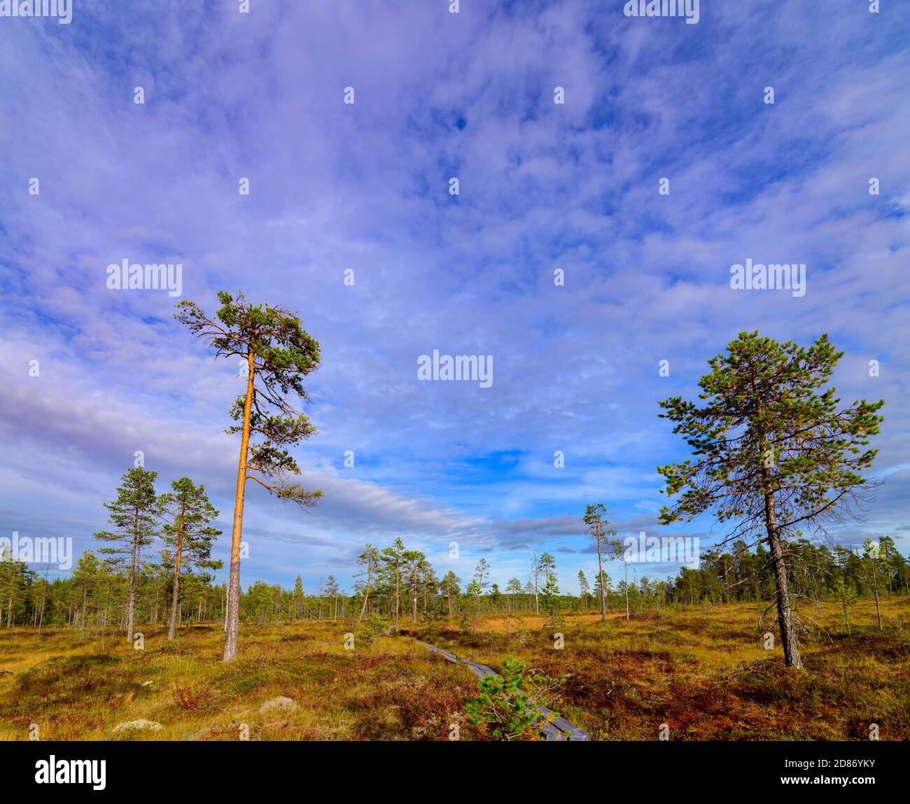 Pine trees in a swamp in Hamra National Park, Sweden Stock Photo