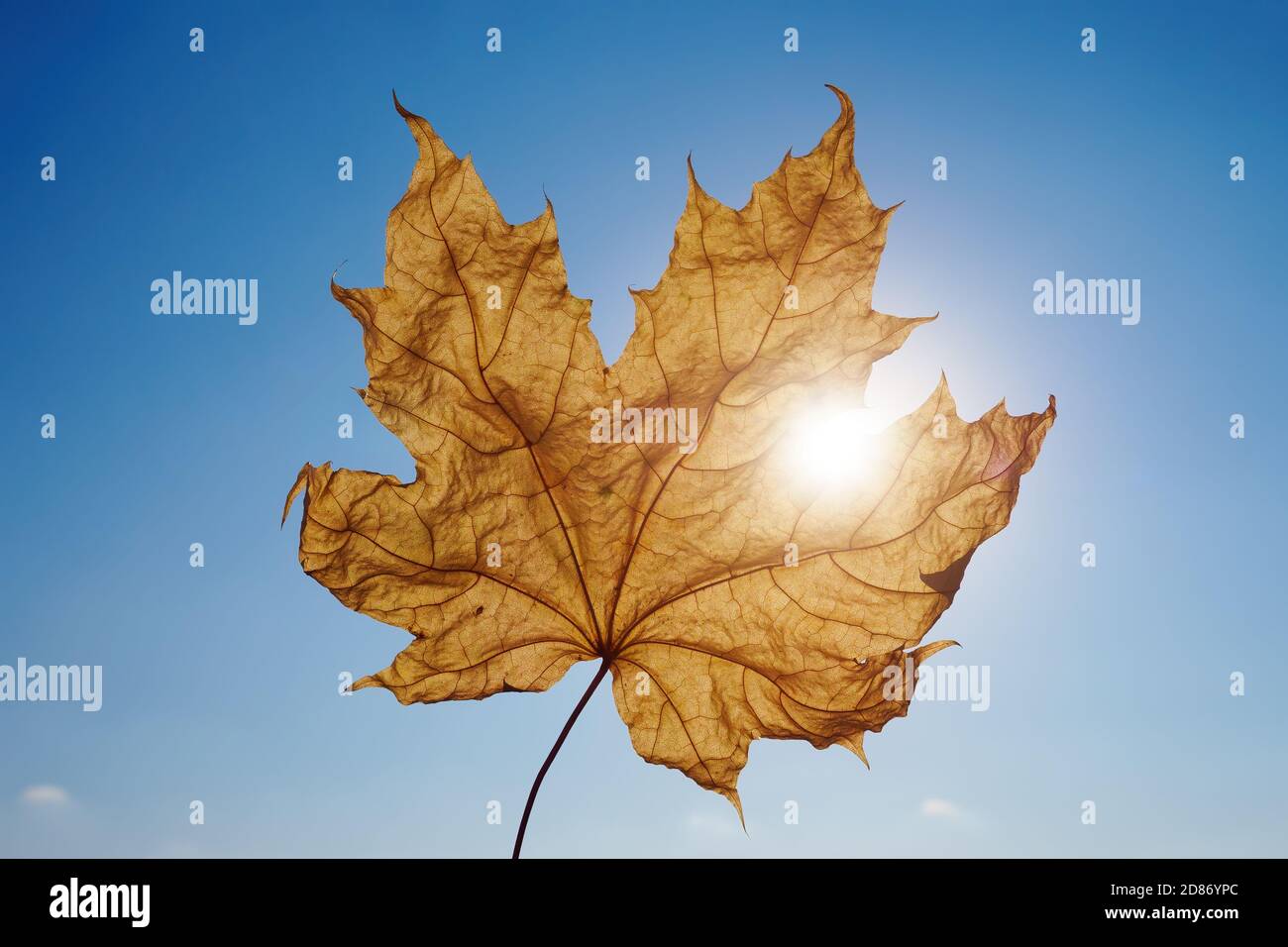 Maple leaf against blue sky with sunbeam Stock Photo - Alamy