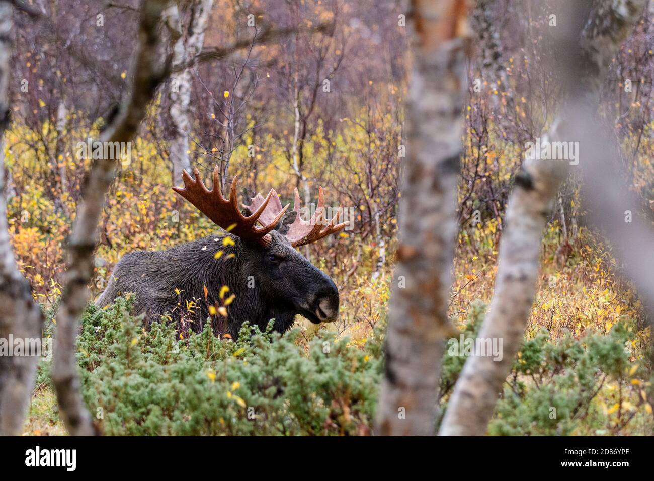 Big bull moose with large antlers in Sarek National Park, Sweden Stock Photo