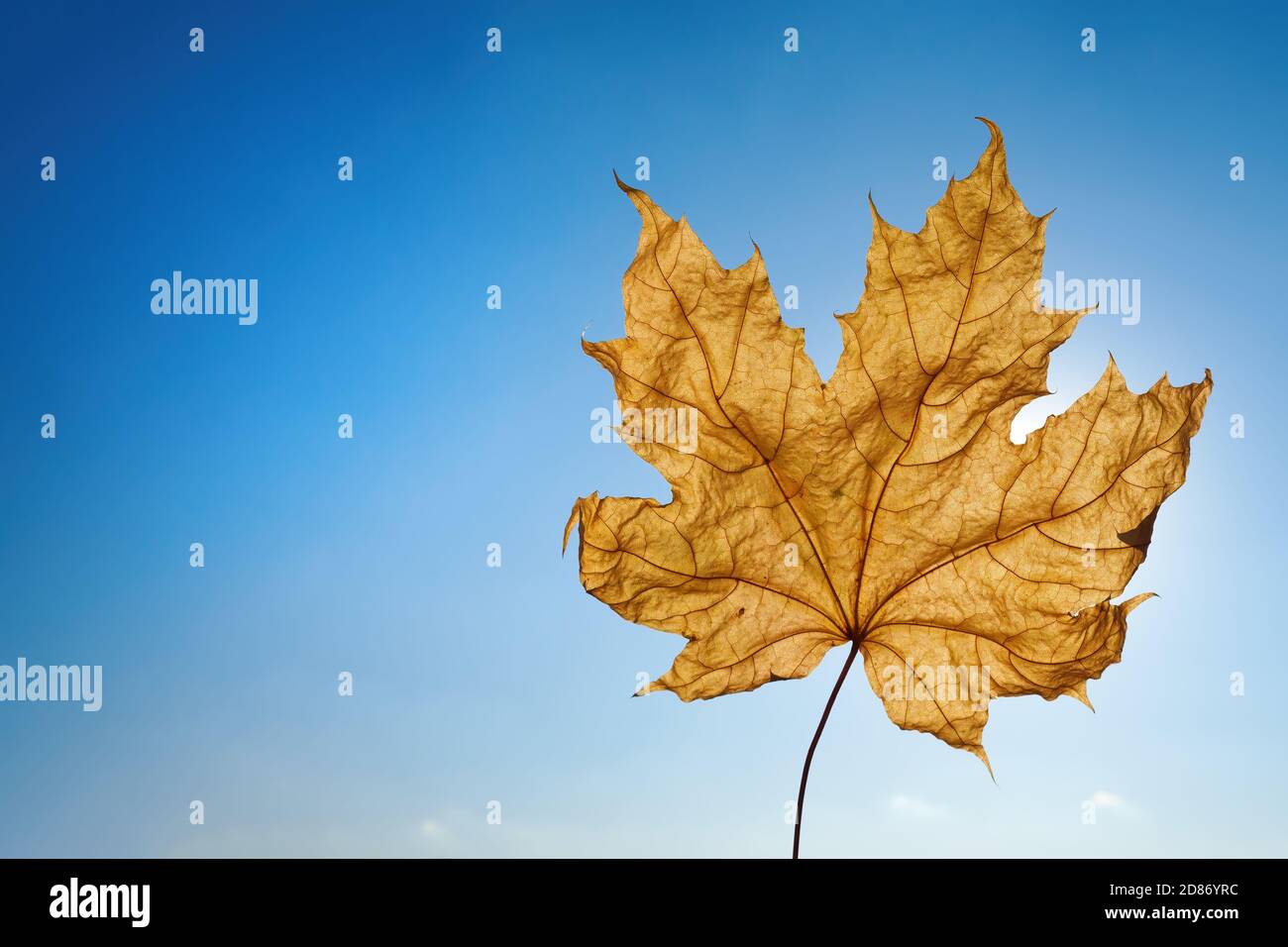 Maple leaf against blue sunny sky. Copy space, autumn mood Stock Photo