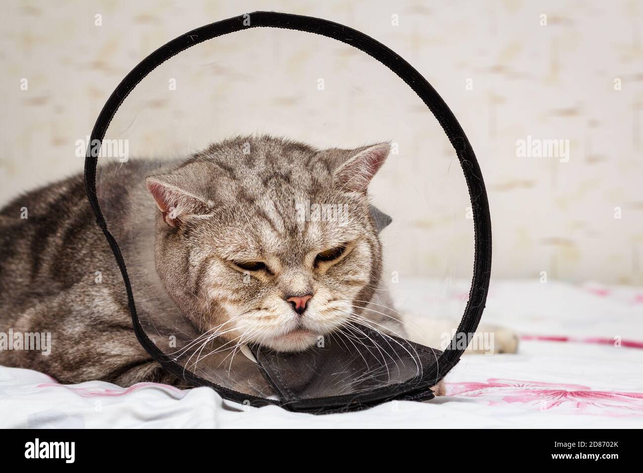Domestic pet disease. Gray shorthair scottish cat laying in cone collar Stock Photo