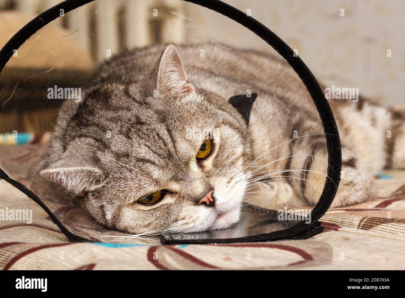 Gray shorthair scottish cat laying in cone collar with sickly look. Domestic pet disease Stock Photo