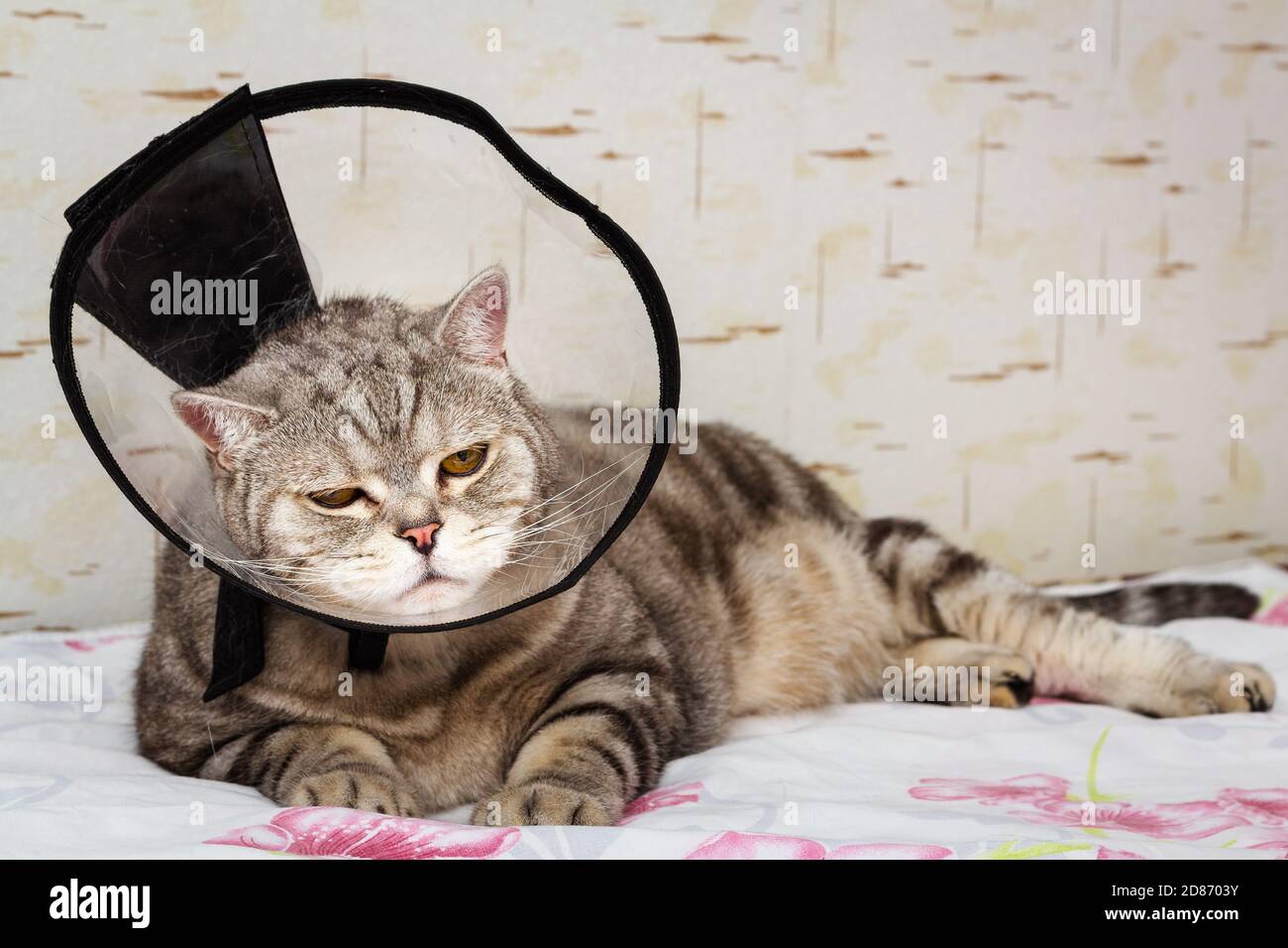 Domestic pet disease. Sickly gray shorthair scottish cat laying in cone collar Stock Photo