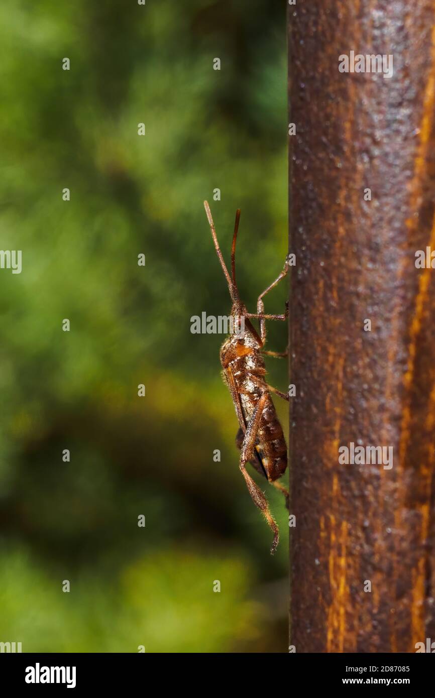 Western conifer seed bug, Leptoglossus occidentalis on wooden plank on sunny summer day Stock Photo