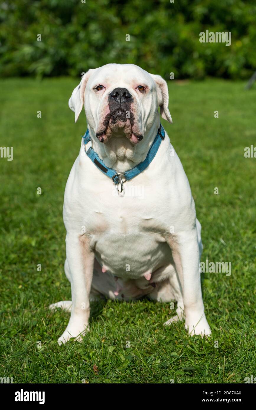 White coat American Bulldog dog portrait outside Stock Photo Alamy