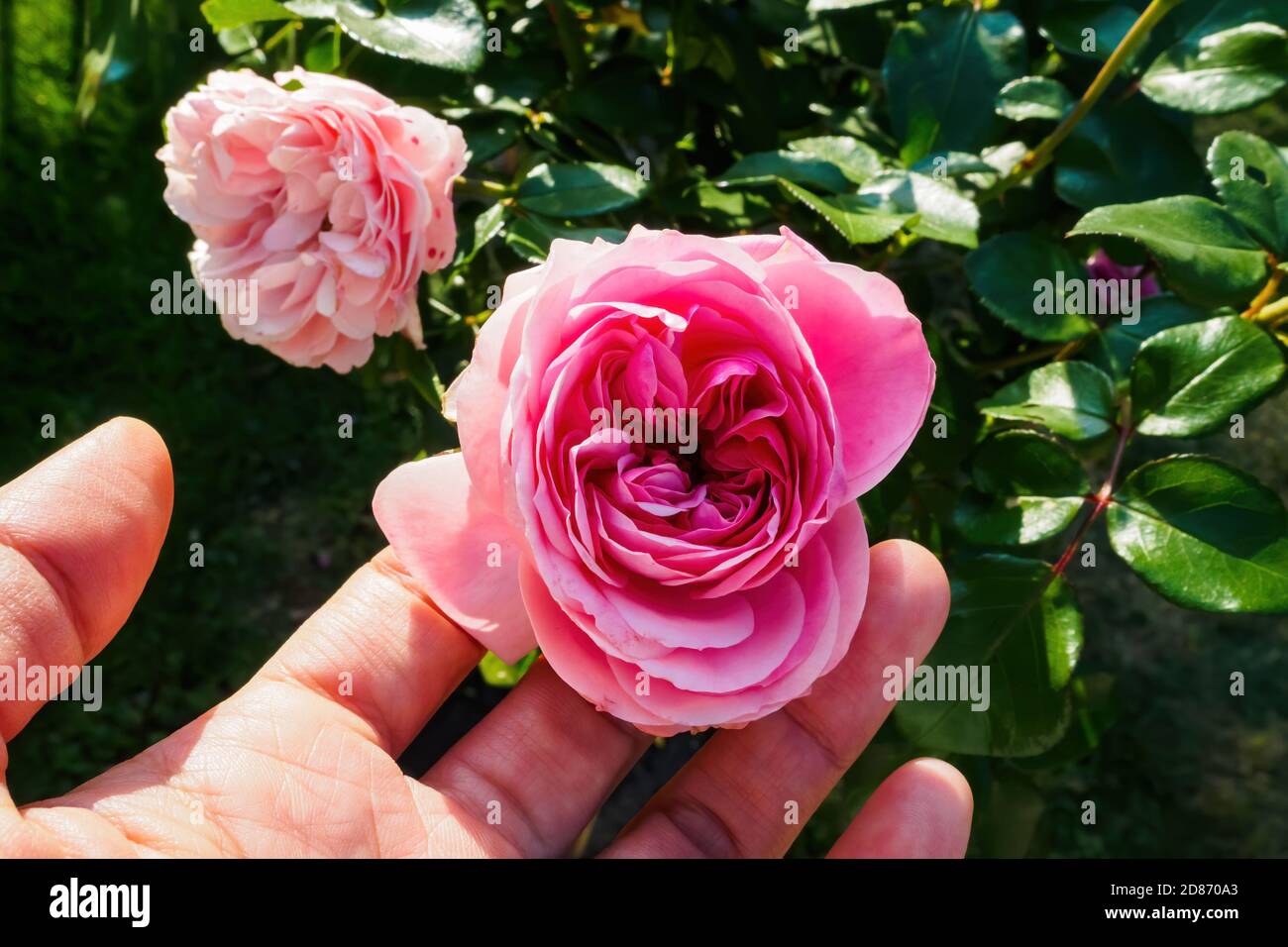 Bud pink rose in hands, top view Stock Photo