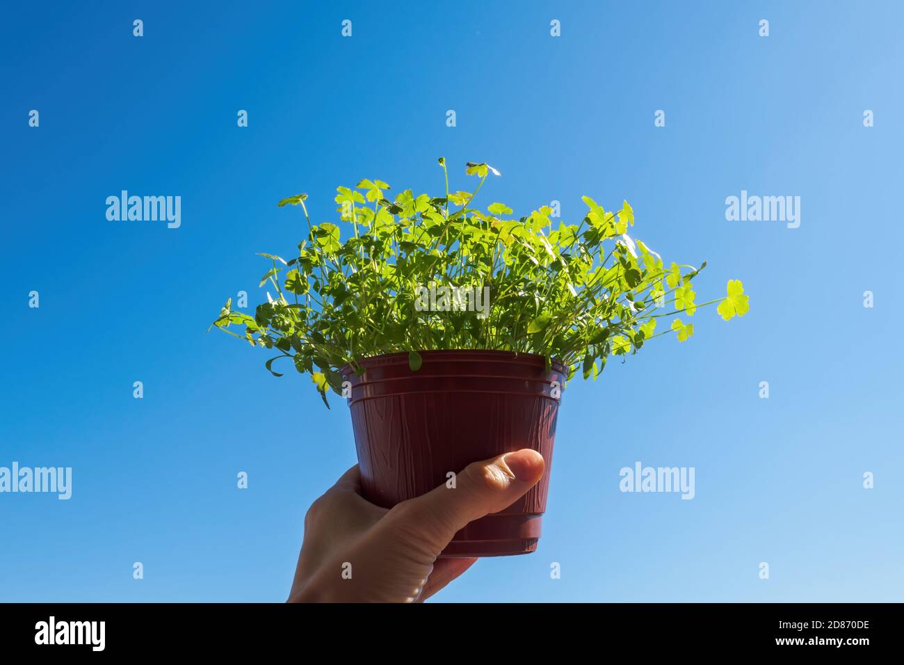 A hand holds a parsley seedling in a brown pot against a blue sky. Copy space, selective focus. Stock Photo