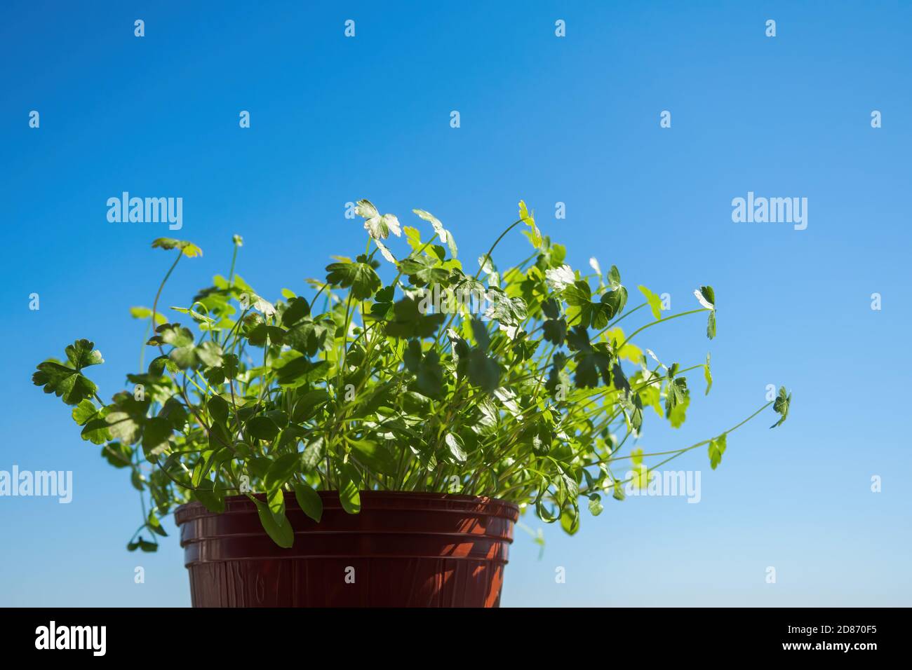 Parsley seedlings in brown pot on blue sky background. Growing micro greens at home, copy space, selective focus. Stock Photo