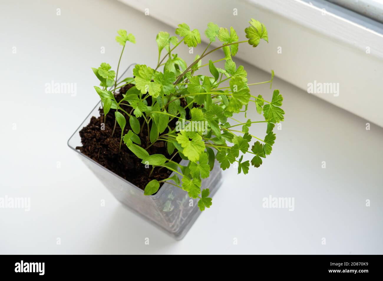 Parsley seedlings on windowsill. Home planting and food growing, microgreens in transparent pot Stock Photo