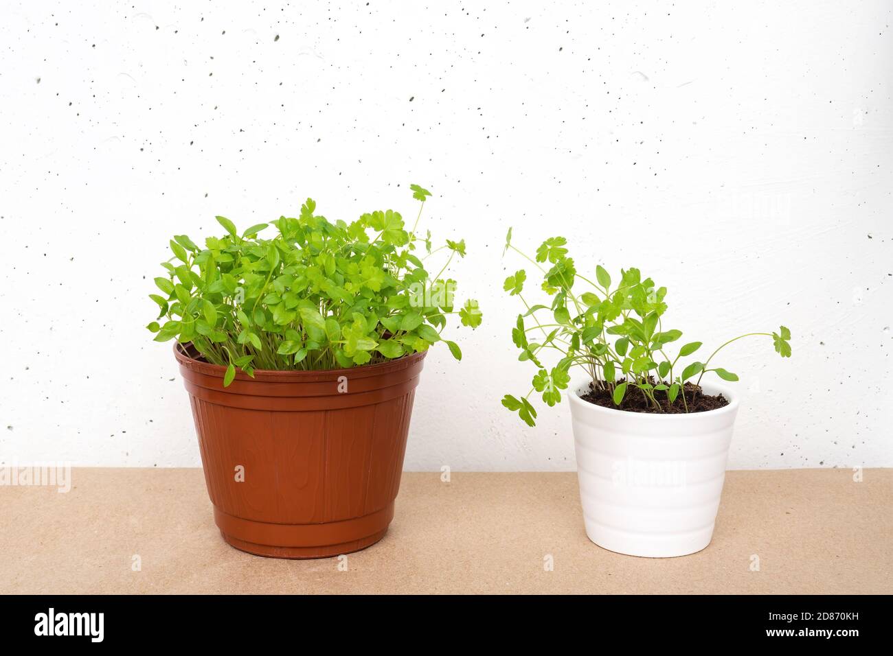 Parsley sprouts in brown and white pots on white concrete wall background. Growing micro greens at home. Stock Photo