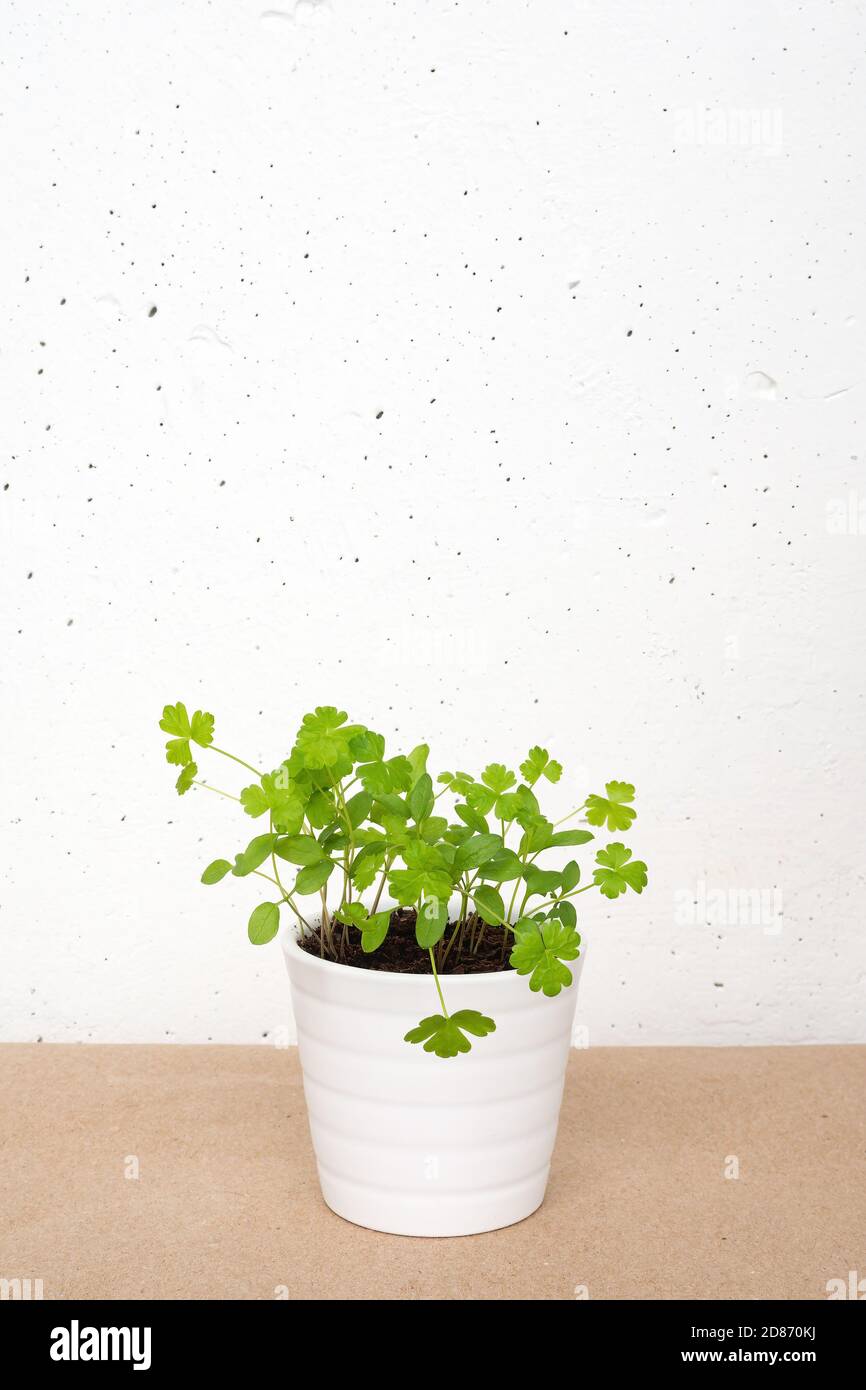 White little pot with parsley sprouts on craft brown paper on white concrete wall background. Growing microgreens home Stock Photo