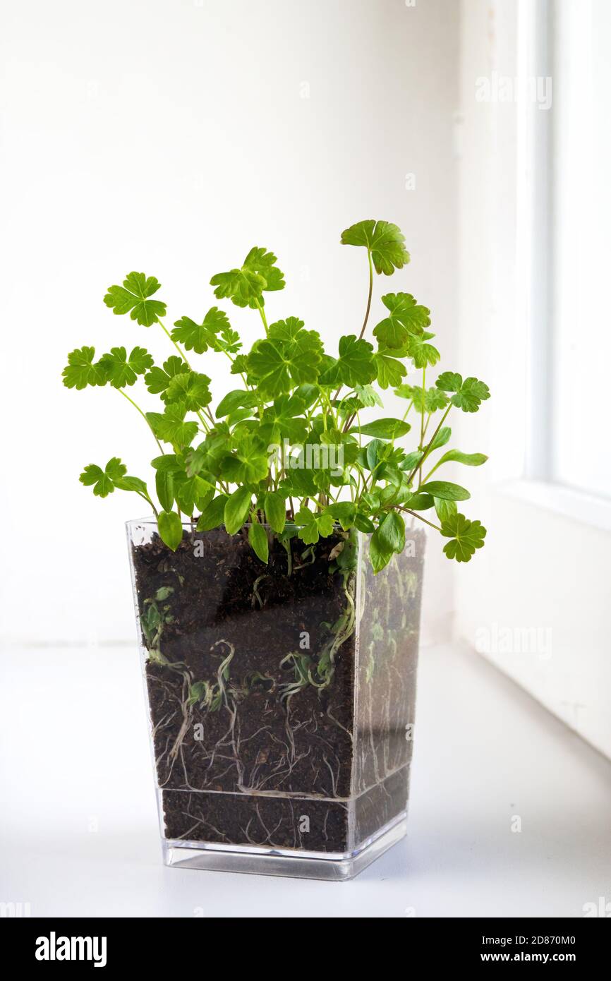 Growing parsley seedlings in transparent pot. Micro greens on windowsill. Selective focus, vertical view. Stock Photo