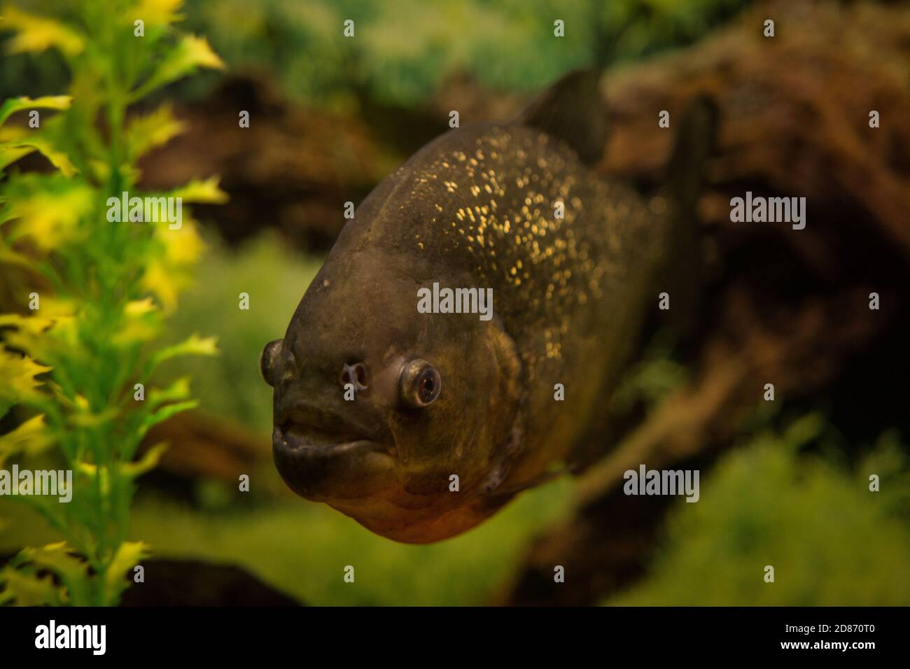 Piranha in an aquarium on a background of green plants. Stock Photo