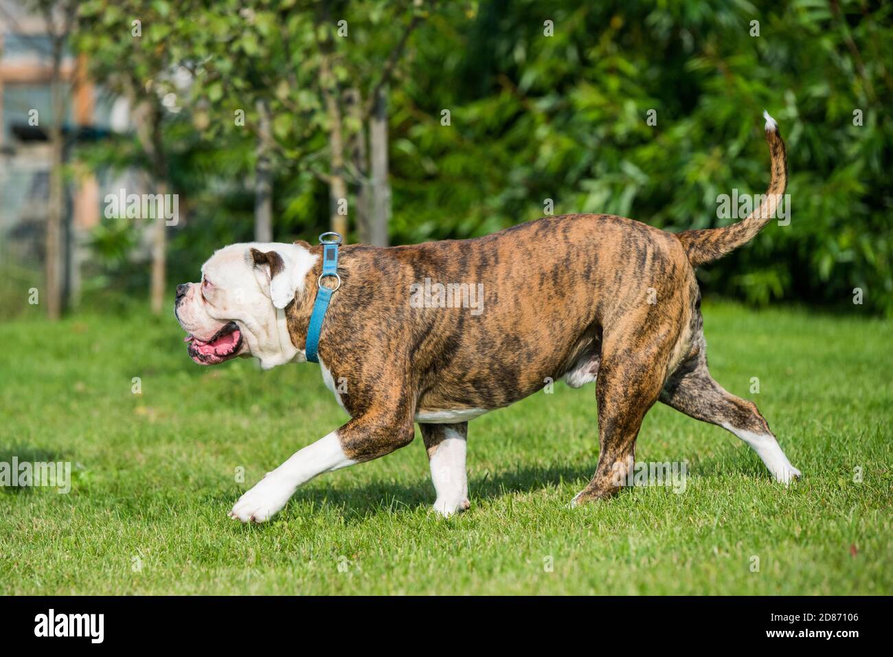 Brindle coat American Bulldog dog in move on grass Stock Photo