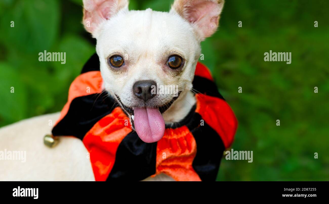 Dog Clown High Resolution Stock Photography and Images - Alamy