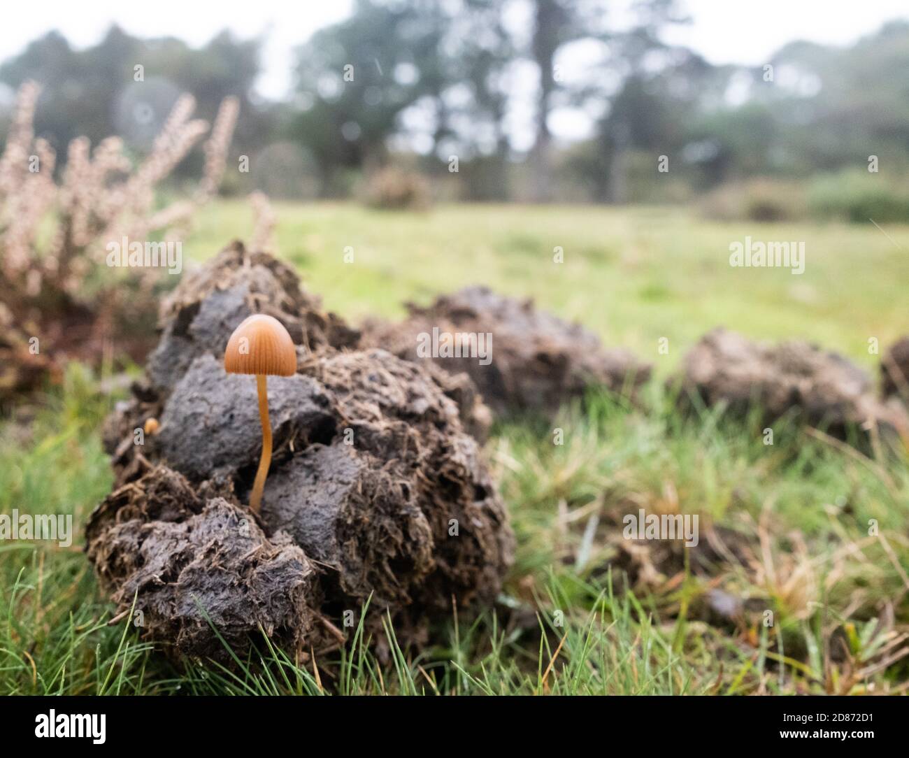 Mushroom fungi sprouting from manure dung in a field on the New Forest during the season of autumn, England, UK. Stock Photo