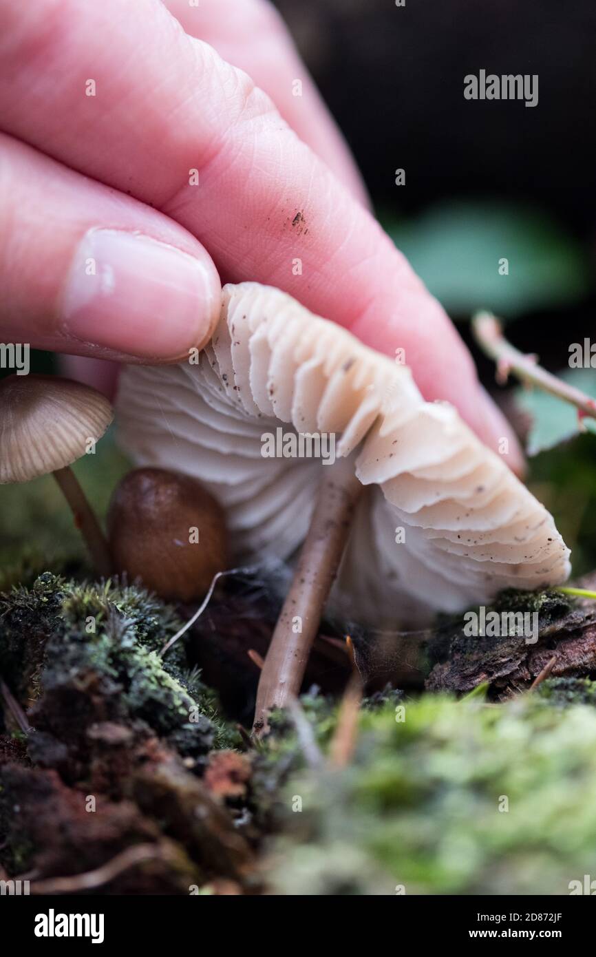 Foraging for mushrooms fungi, checking the gills underneath to identity