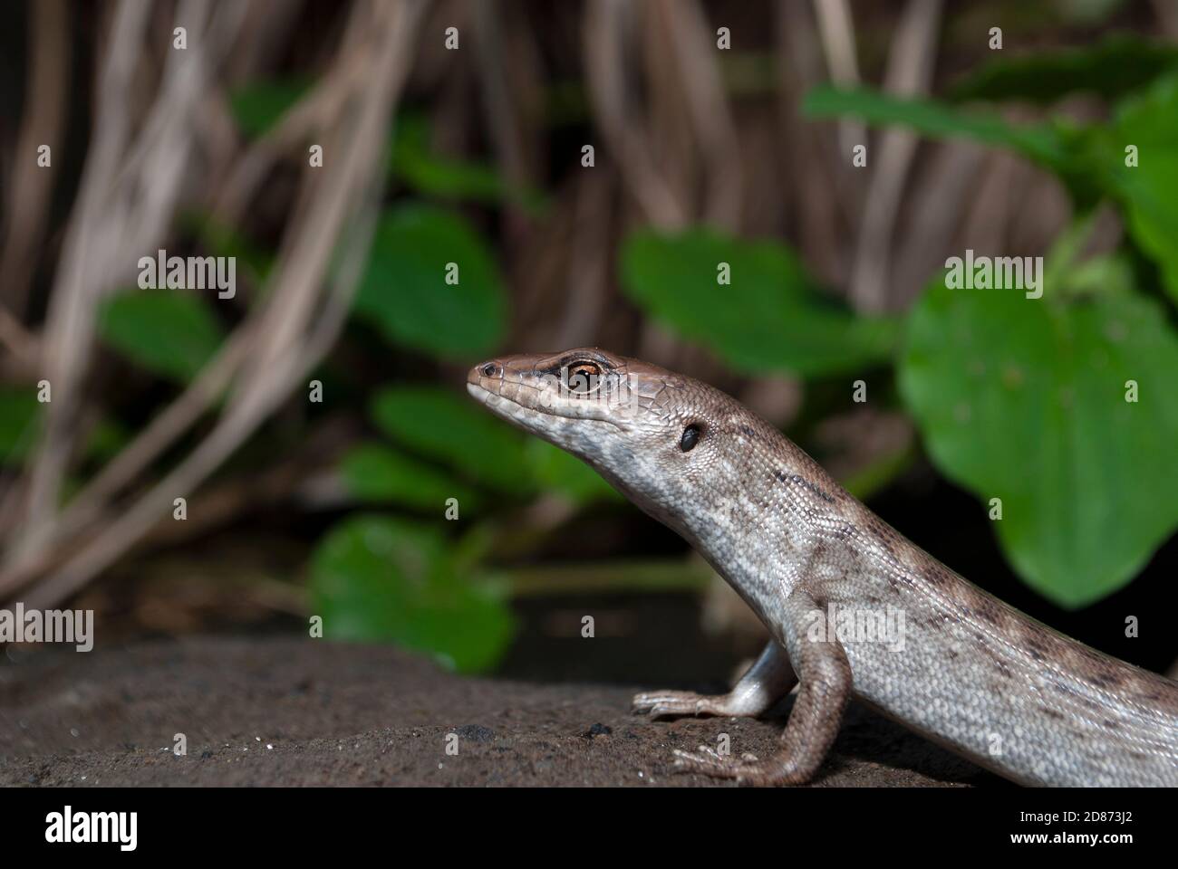 Telfair´s Skink (Leiolopisma telfairii), Round Island, Mauritius Stock Photo