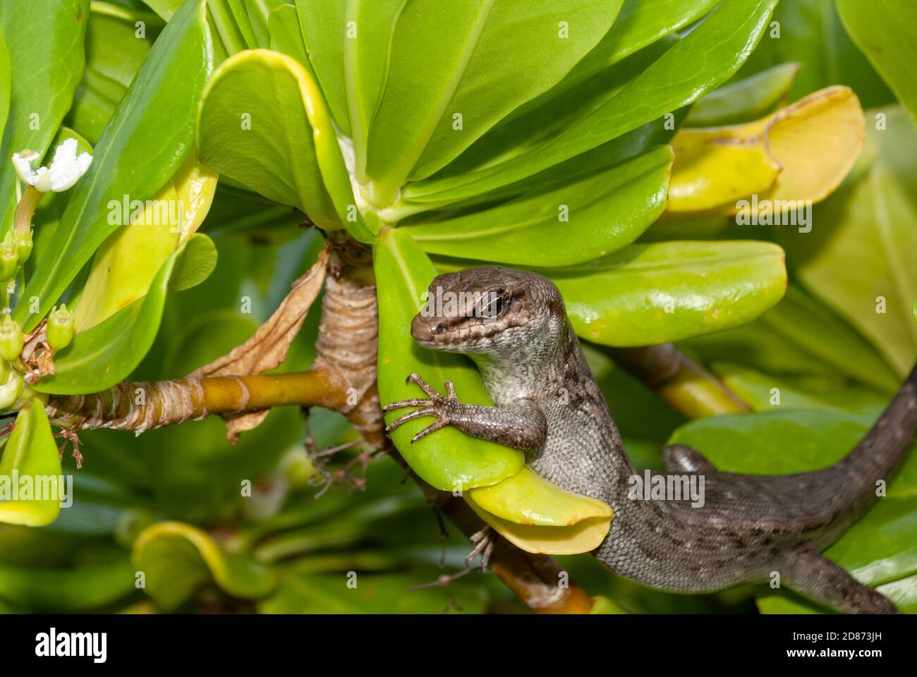 Telfair´s Skink (Leiolopisma telfairii), Round Island, Mauritius Stock Photo