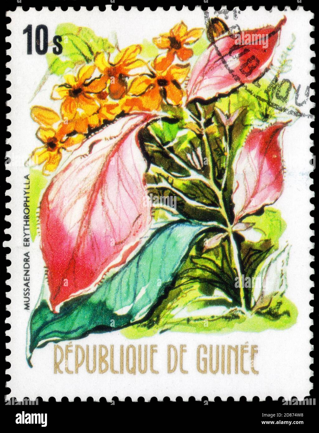 Saint Petersburg, Russia - September 18, 2020: Stamp printed in the Guinea with the image of the Mussaenda erythrophylla, circa 1974 Stock Photo
