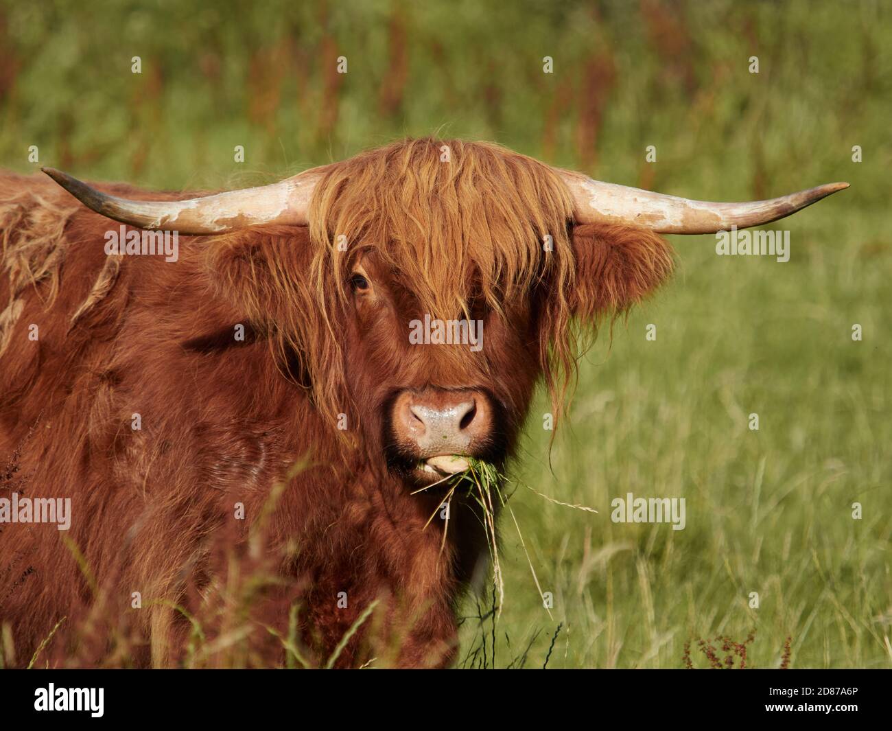 Highland Cattle portrait Stock Photo