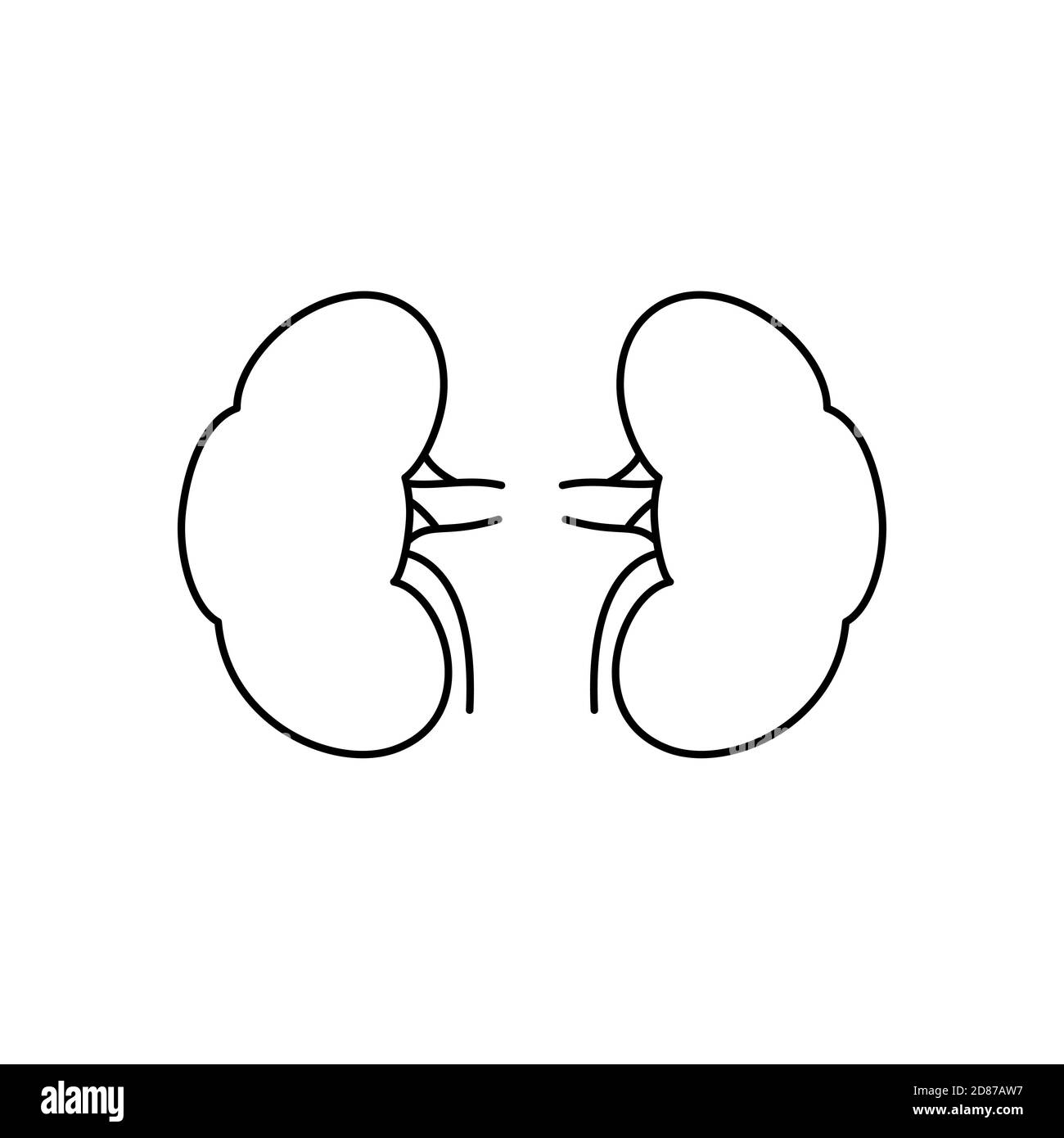 Anatomical contoured human kidneys scientifically accurate on white background. Medical science anatomy illustration. Stock Vector