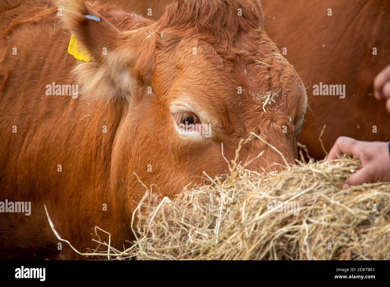 Limousin cows being fed hay by hand Stock Photo Alamy