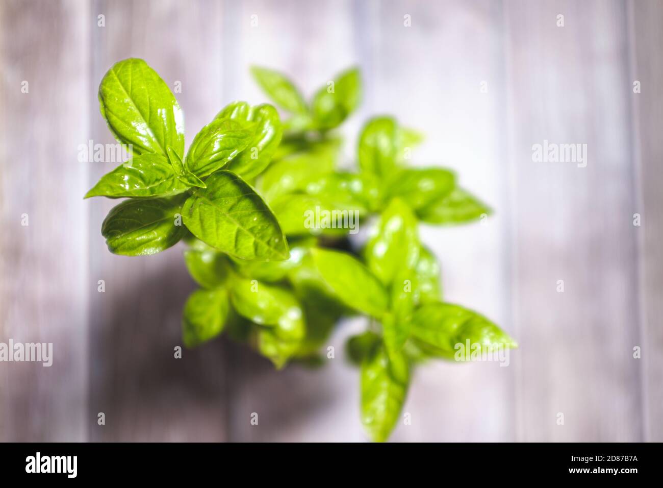 Green basil leaves plant in bloom scented aroma plant close up still on