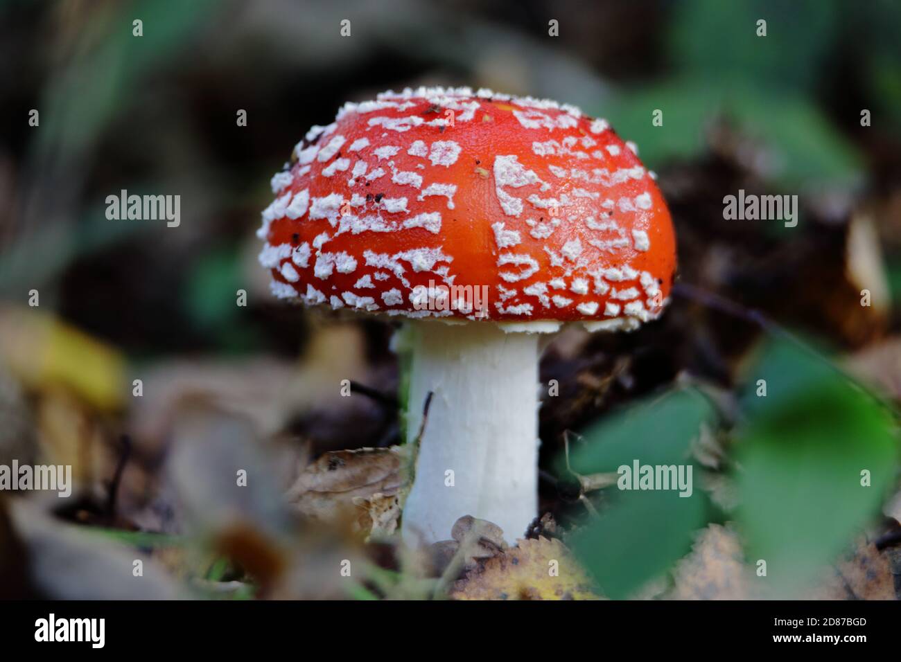 Fly agaric or fly amanita (Amanita muscaria) the red white-spotted mushroom is arguably the most iconic toadstool species Stock Photo