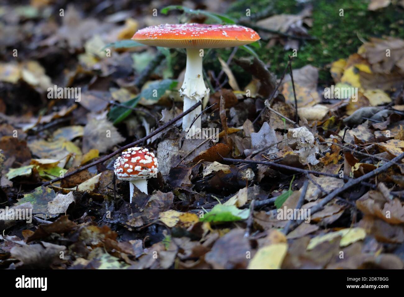 A pair of fly agaric or fly amanita (Amanita muscaria) the red white-spotted mushroom one new oand one more mature Stock Photo