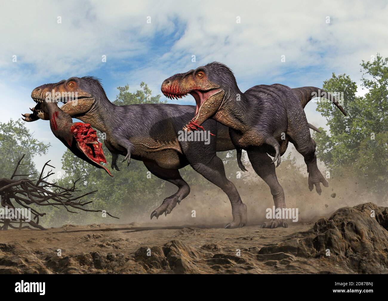 A Furious Tarbosaurus Running Chasing A Thief Tarbosaurus Escaping With Stolen Carcass Stock Photo