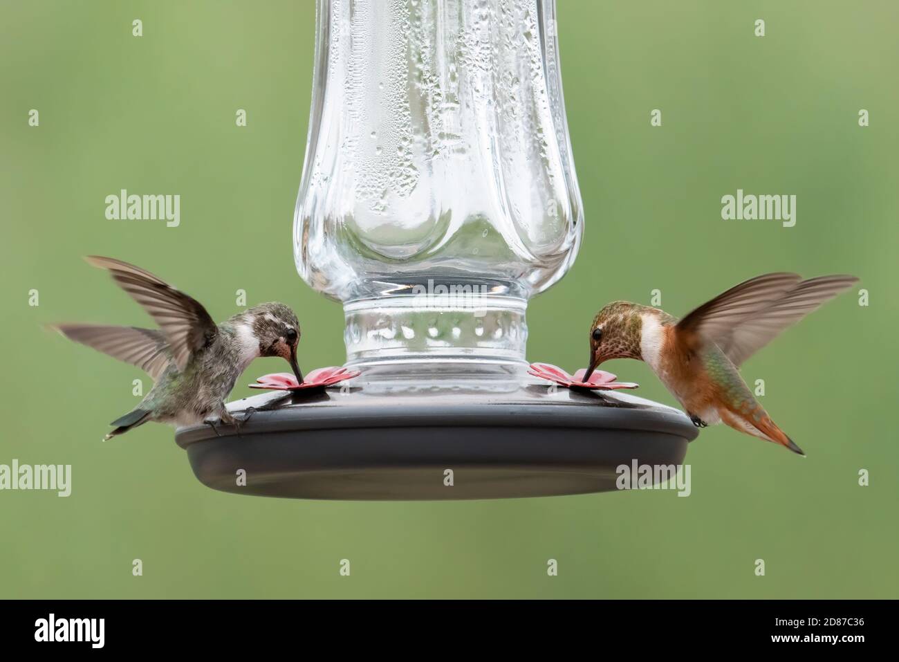 Two hummingbirds sharing a feeder, both with wings in motion Stock
