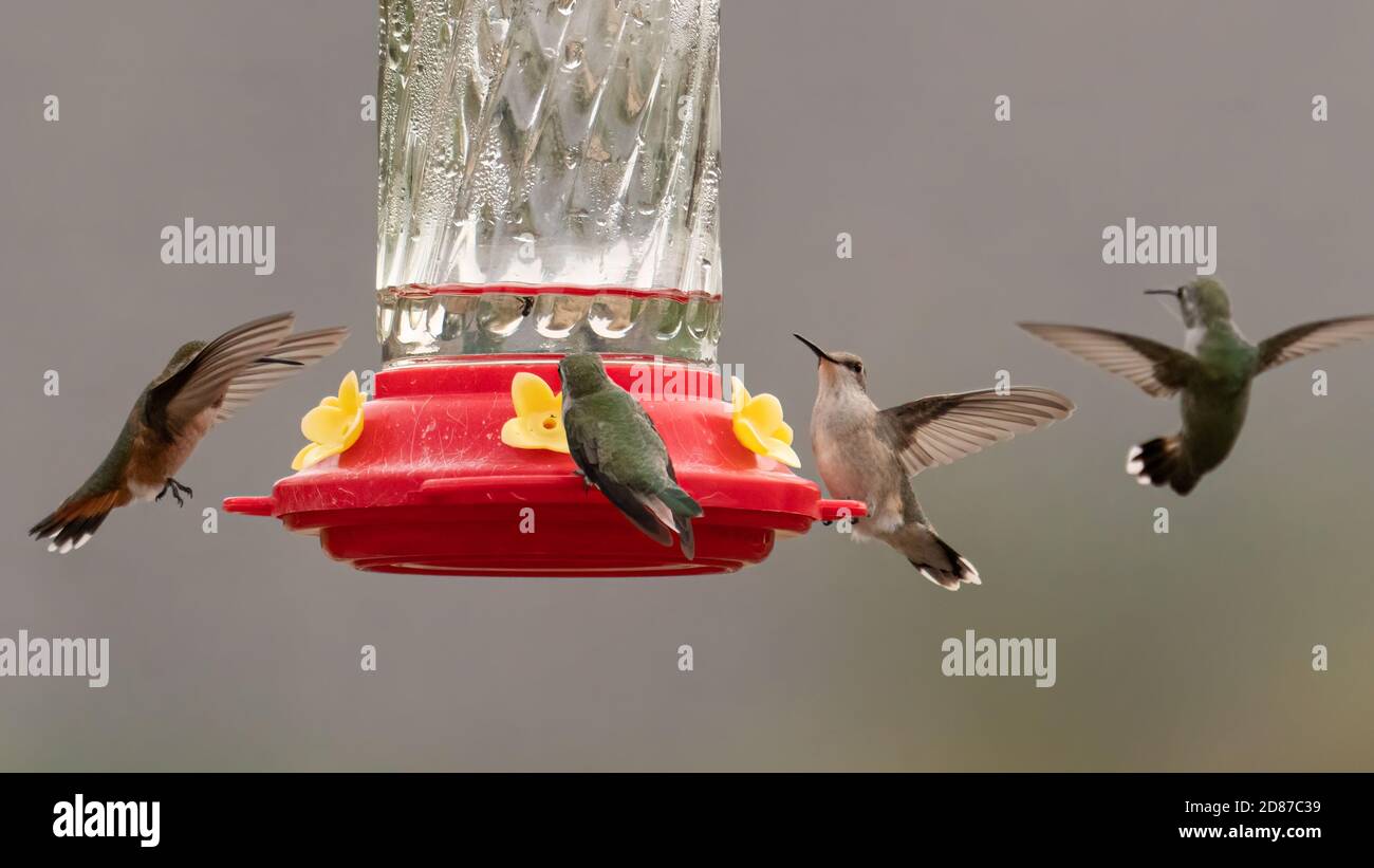 Four hummingbirds deciding whether there is room for all at the feeder ...
