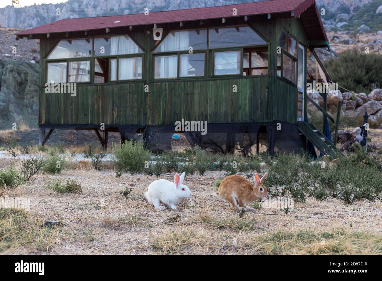 Two young european wild rabbits hi-res stock photography and images - Alamy