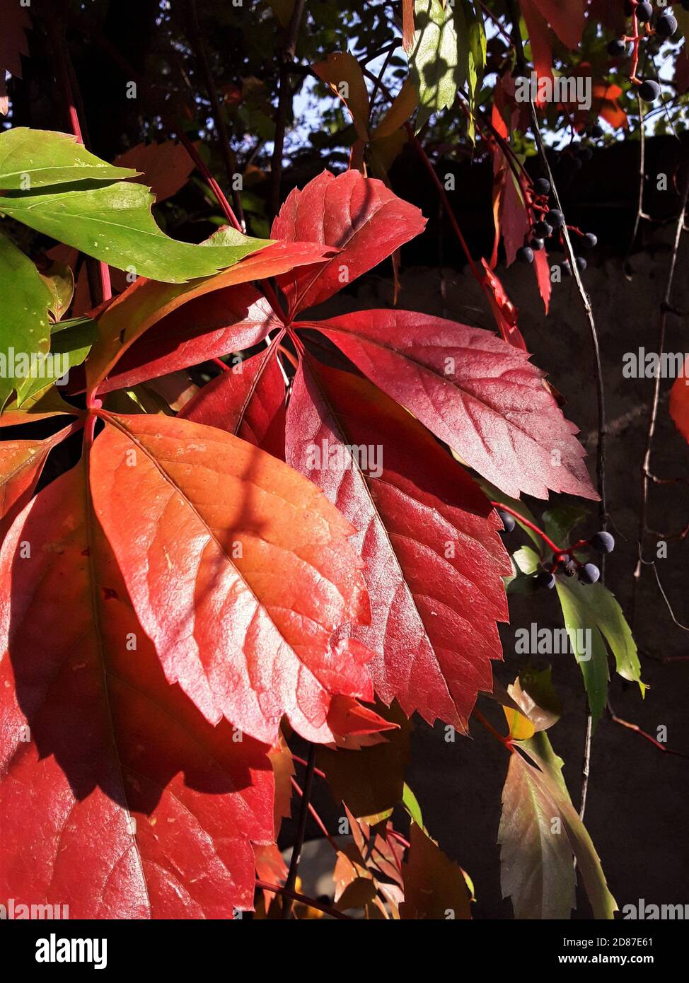 Red, orange, yellow and green ivy leaves in the sunshine. Ivy leaves in autumn. Stock Photo