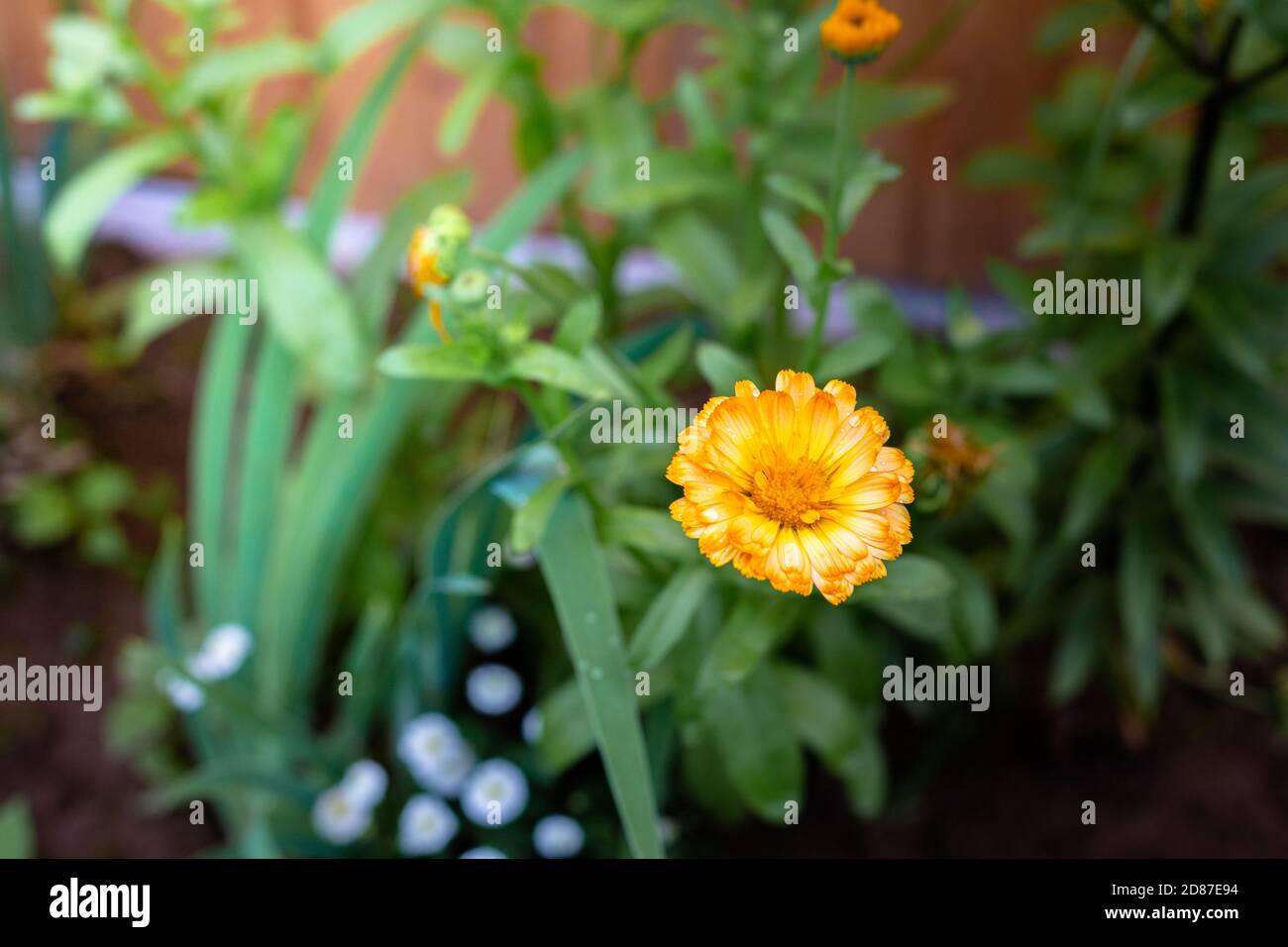 One yellow flower in the garden. Macro. Stock Photo