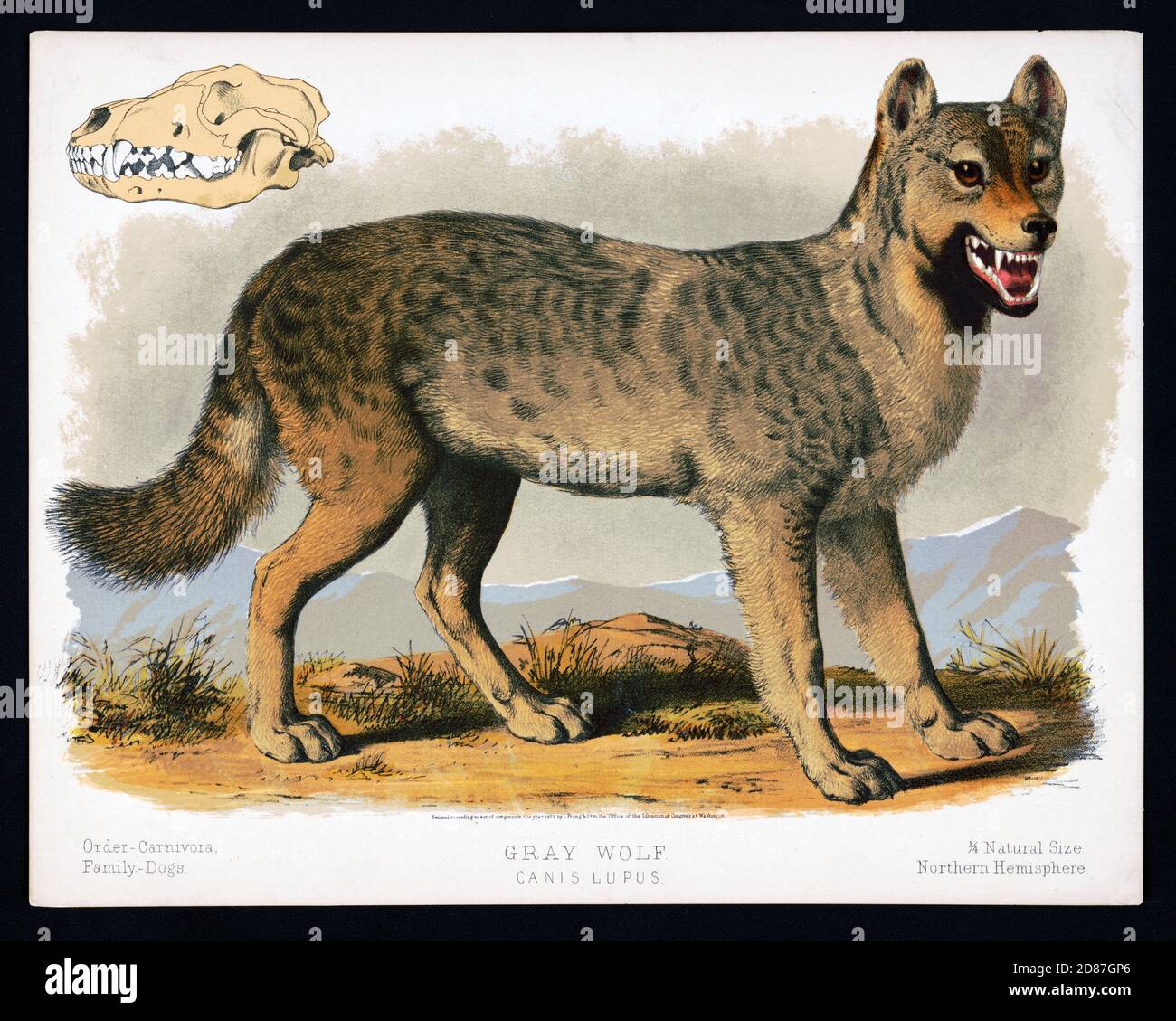 Illustration of Gray Wolf 1873, Canis Lupus Stock Photo