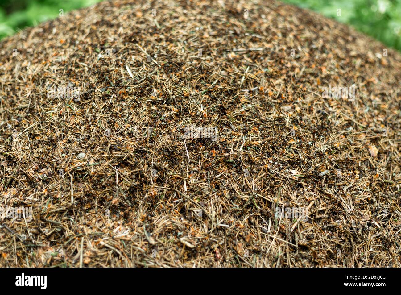 Forest anthill with ants macro shooting Stock Photo