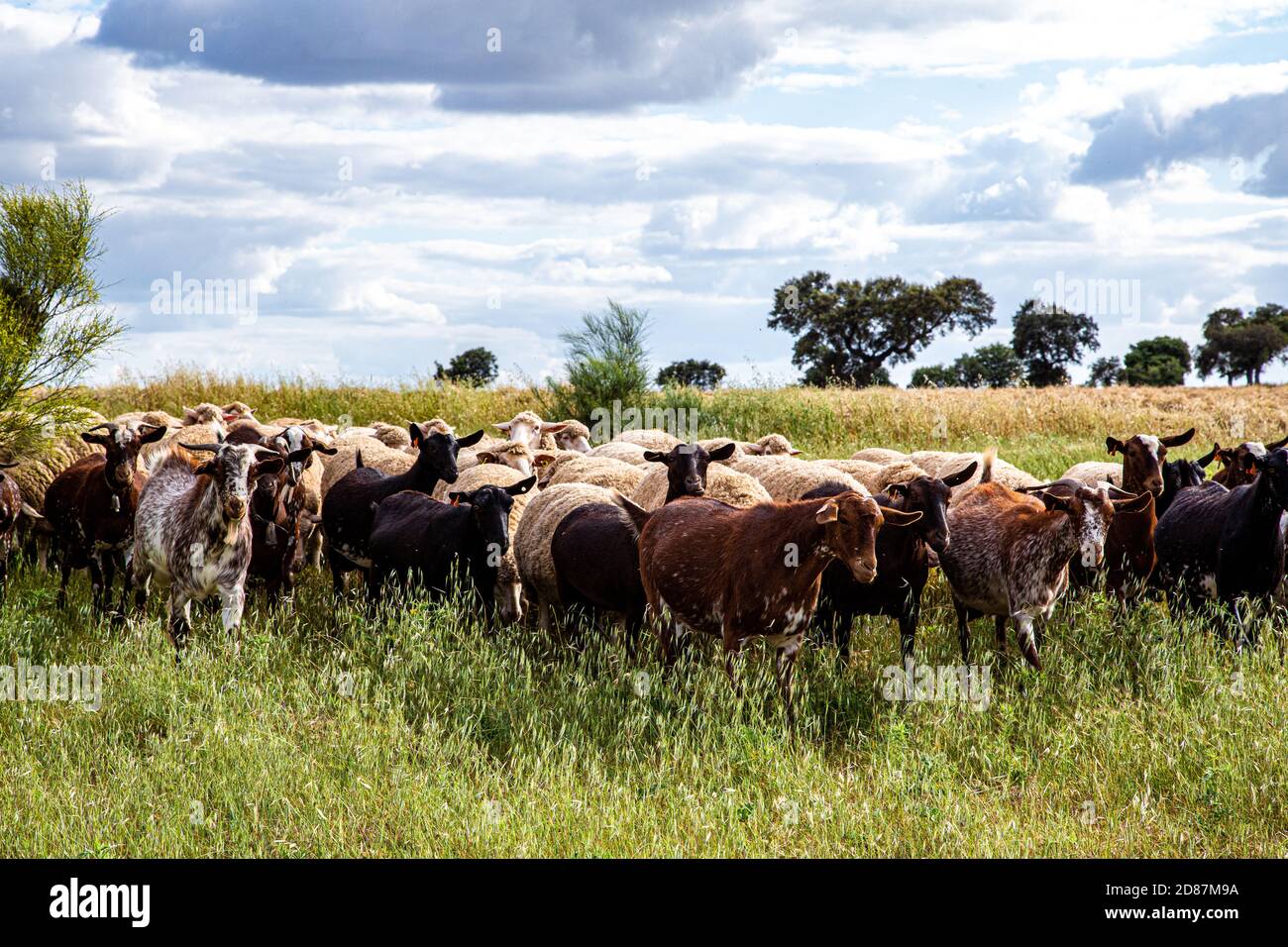 Flock of sheep and goats grazing in field with cloudy sky Stock Photo ...