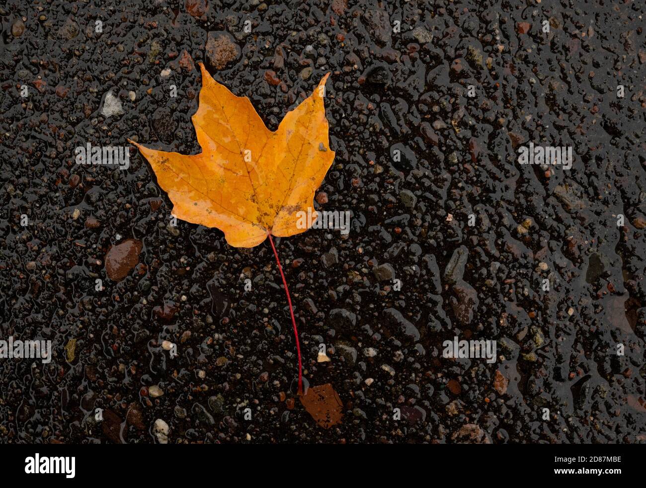 Single leaf on black background Stock Photo