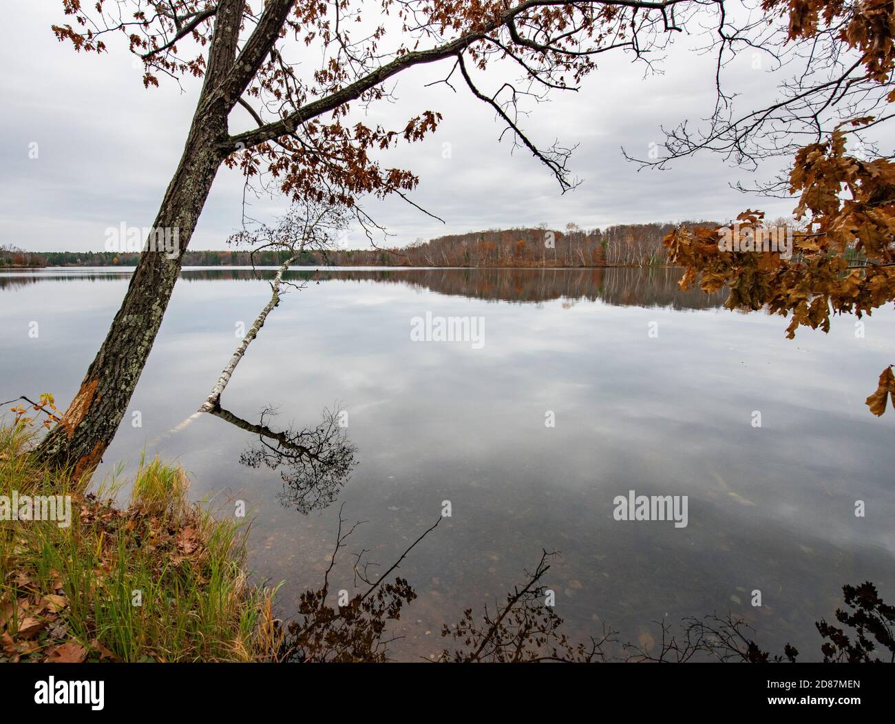 Trees leaning into calm lake Stock Photo - Alamy