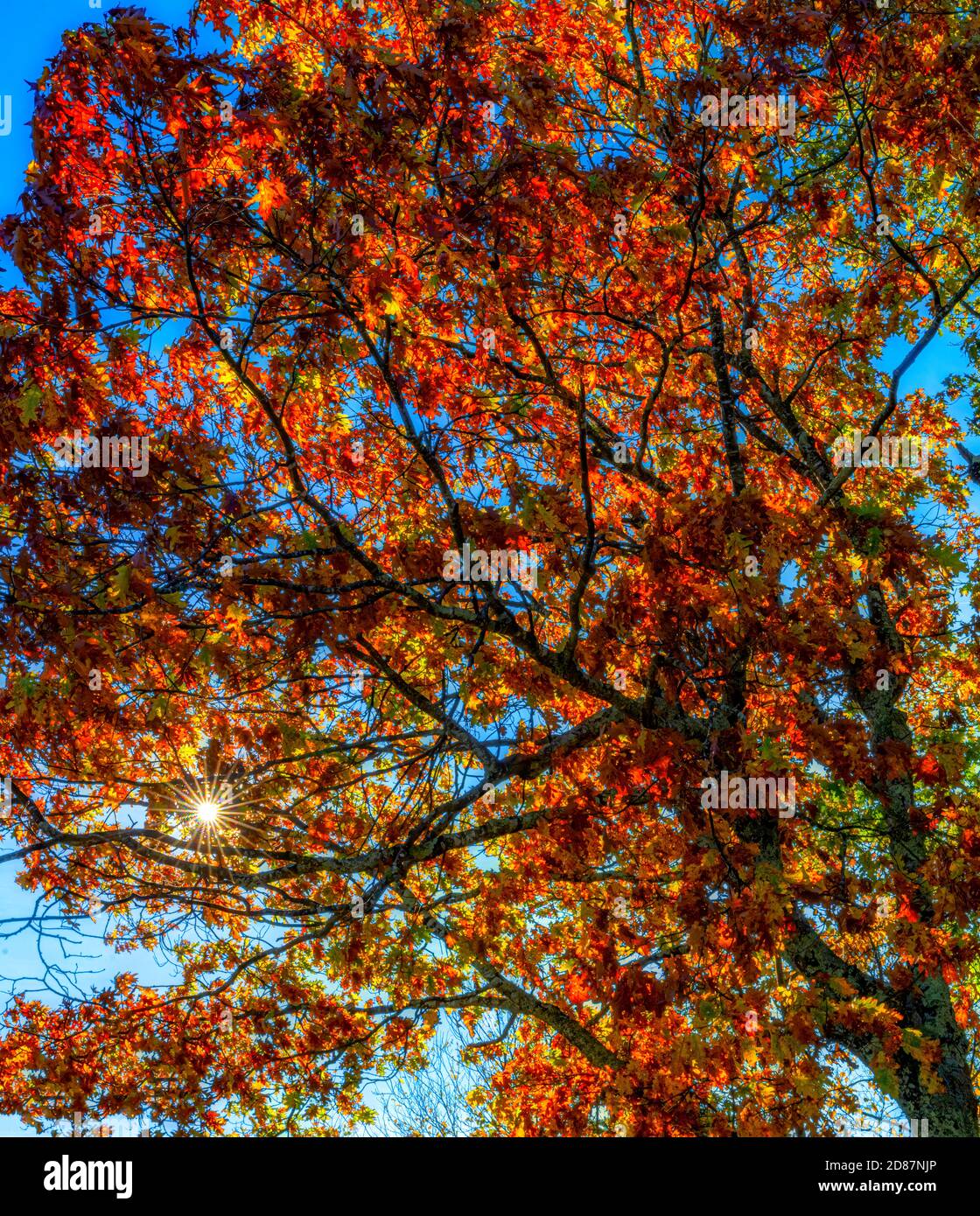 Red Oak Tree In Fall Stock Photo