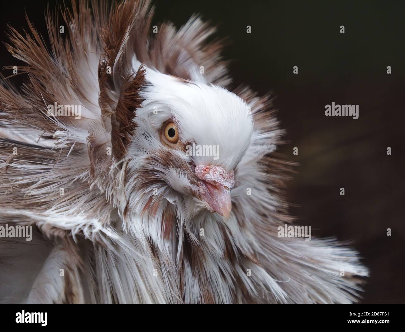 Portrait of an Exotic Brown and White Jacobin Pigeon Stock Photo