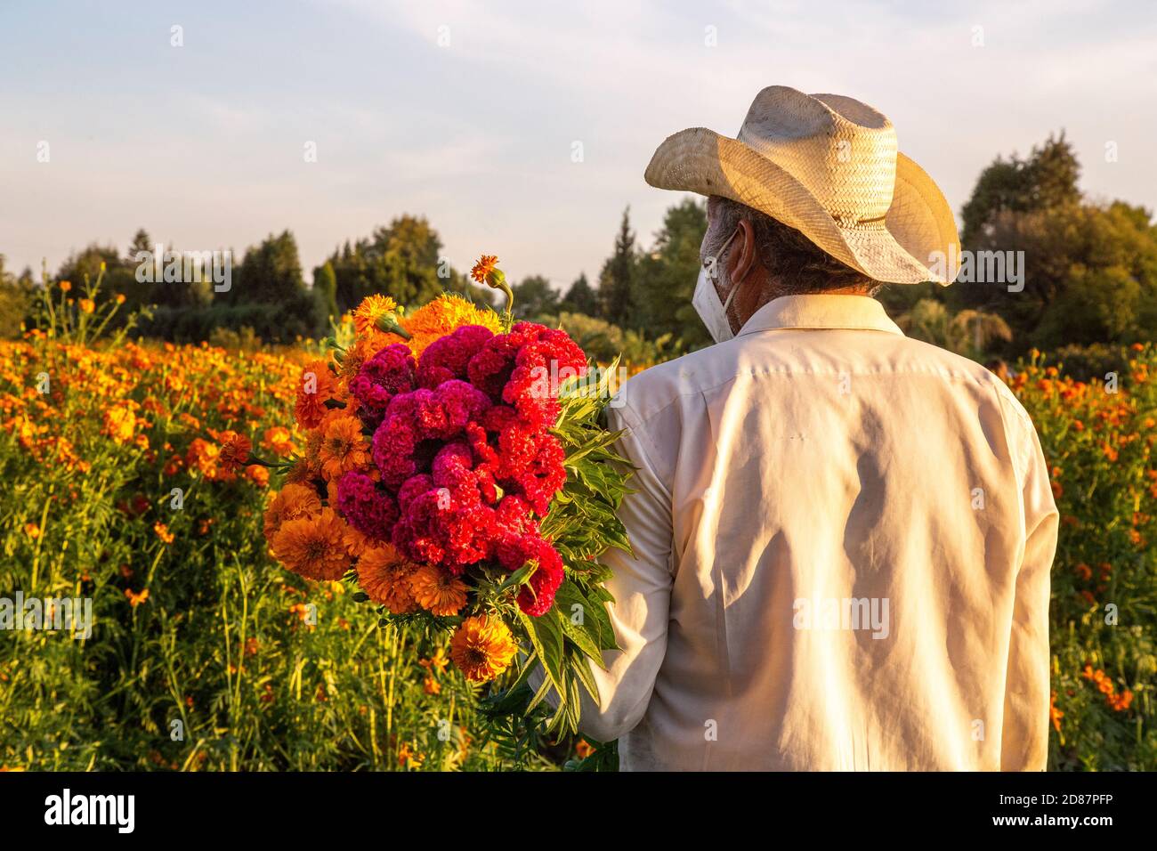 Mexican farmer carrying orange and cherry cempasuchil flowers Stock Photo
