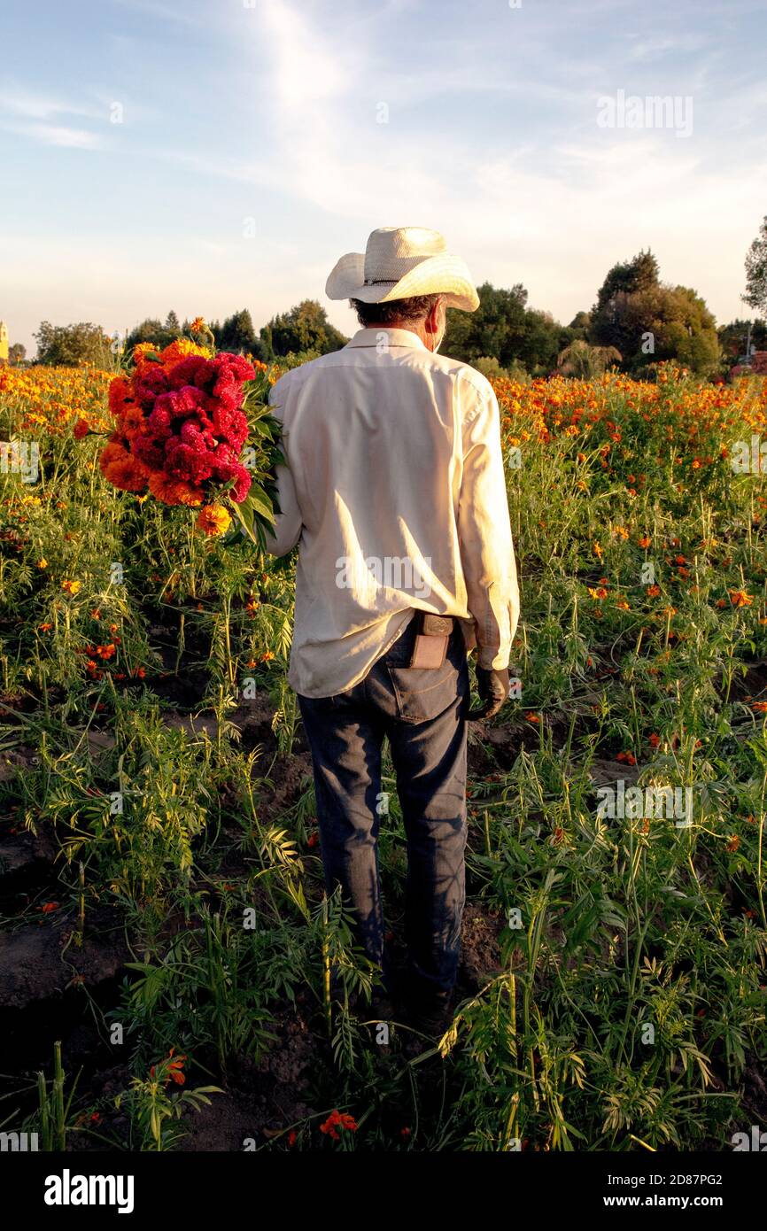 Mexican farmer carrying orange and cherry cempasuchil flowers Stock Photo