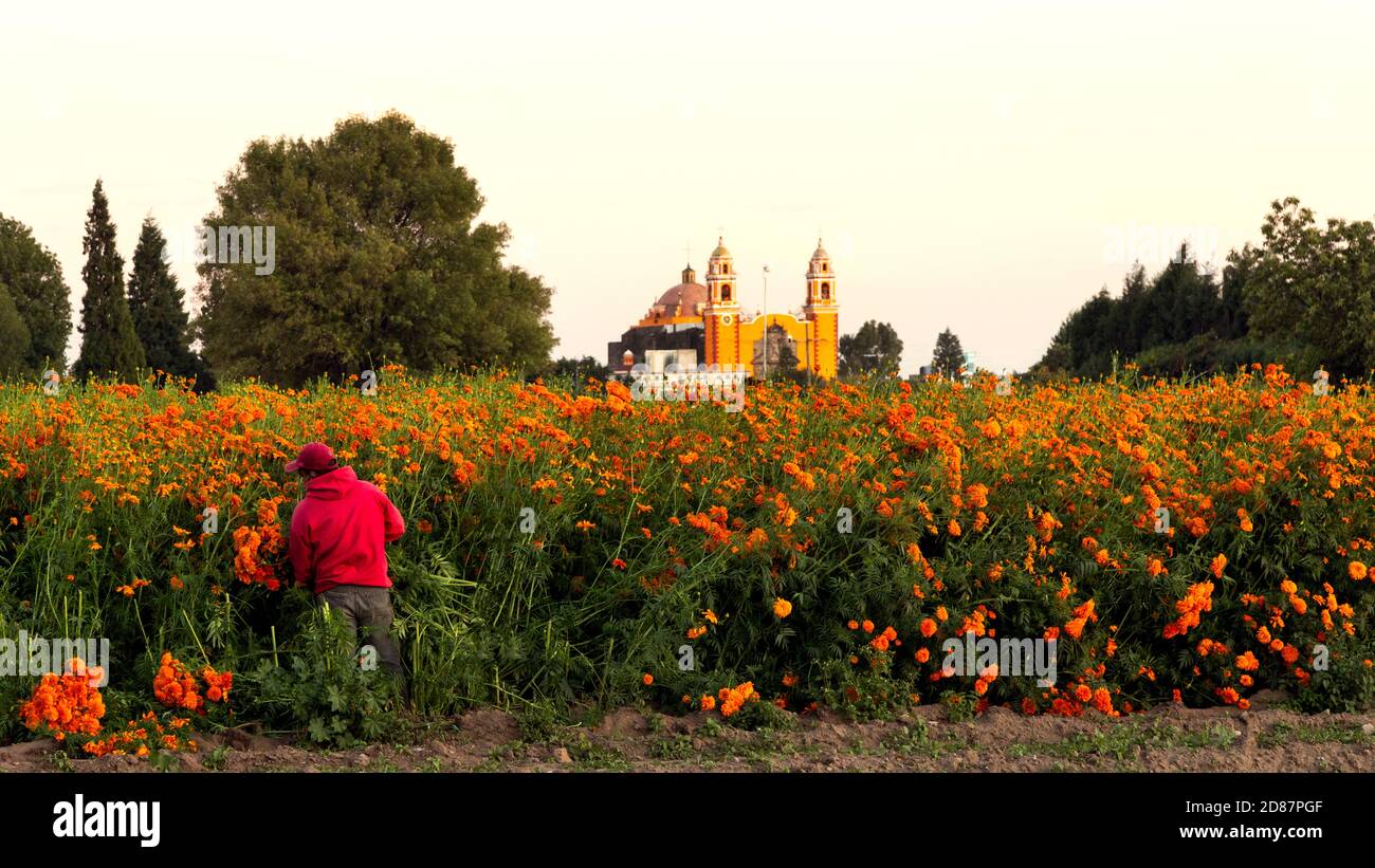 Farmer at cempasuchil flower field with church in background, Mexico Stock Photo