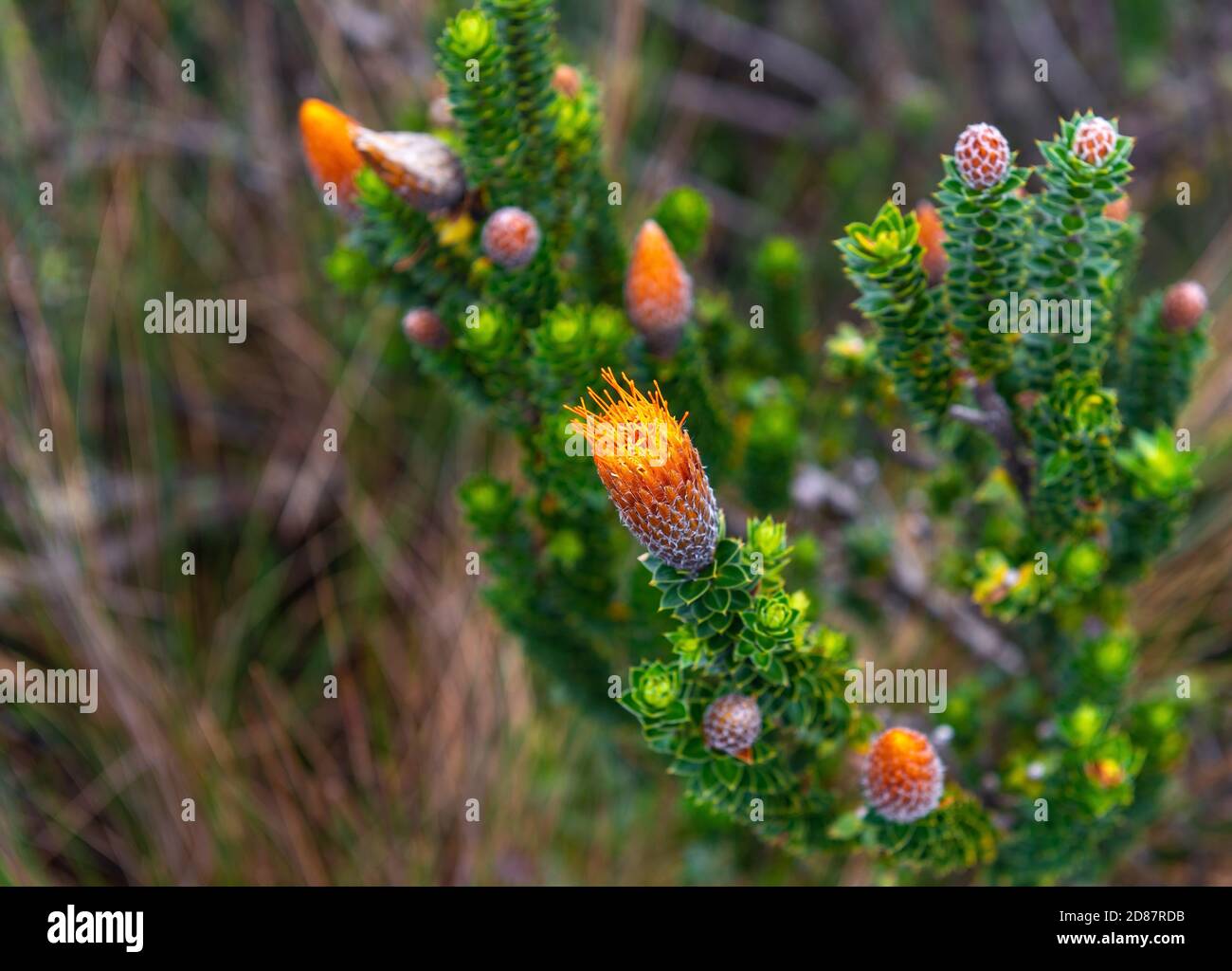 Flower of the Chuquiragua plant (Chuquiraga jussieui), known as the flower of the Andes climber, Ecuador. Stock Photo