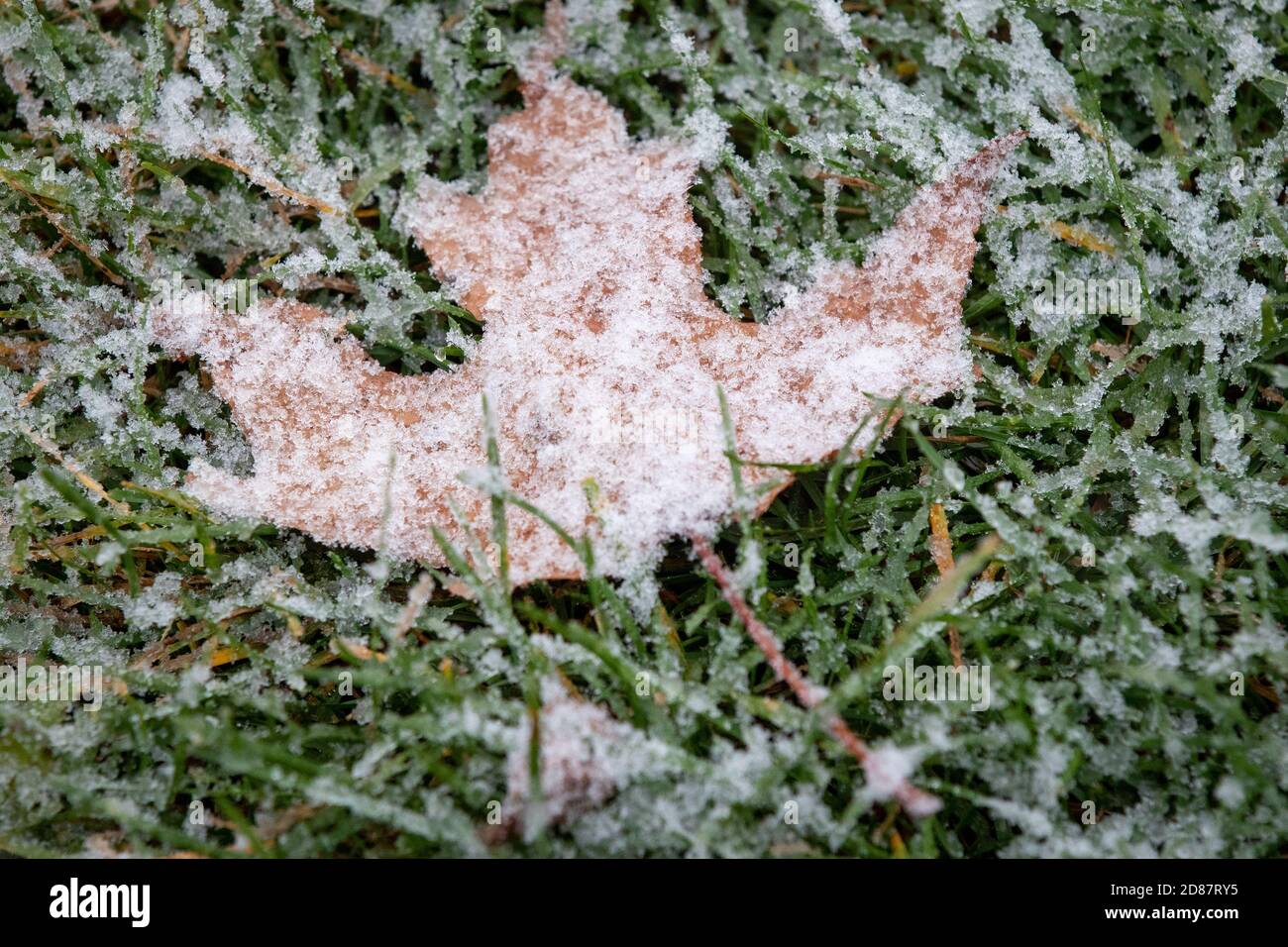 A maple leaf is covered with snow in a park during the first snow if the season in Kingston, Ontario on Tuesday, October 27, 2020. Stock Photo